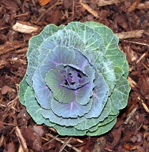 cabbage