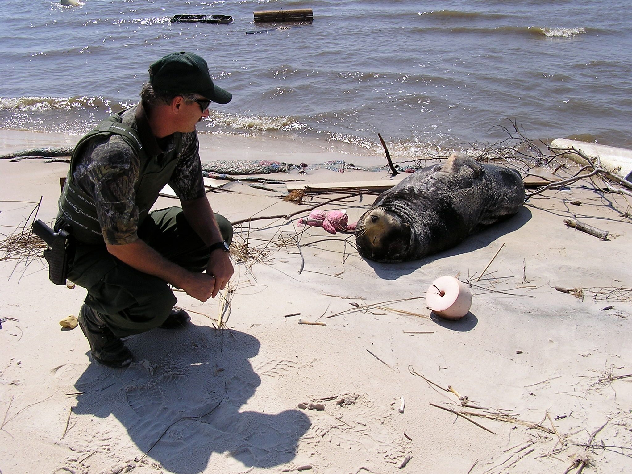 Seal