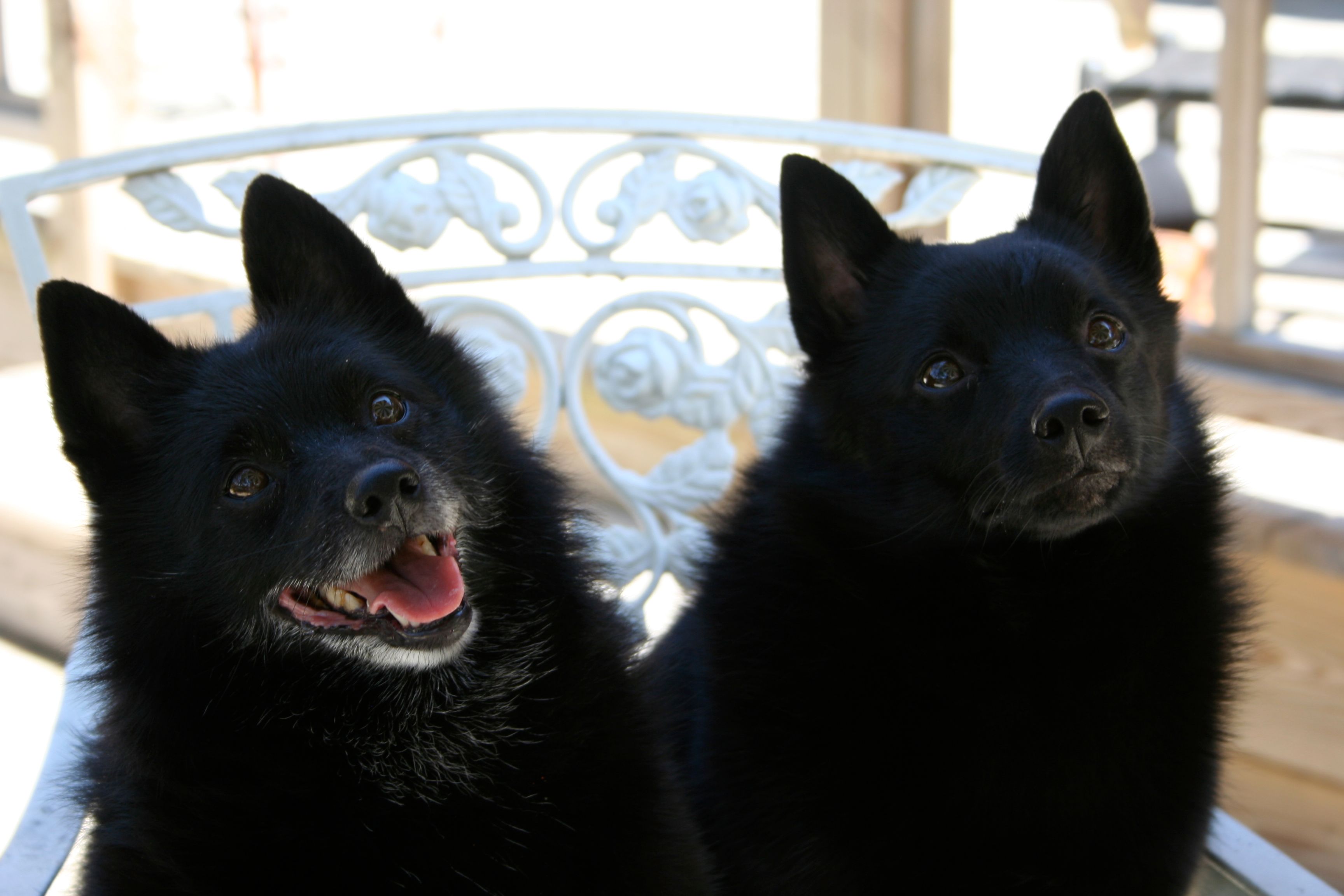 The Girls - Front View