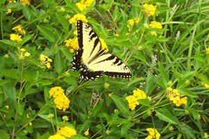 Rhonda's Famous Butterfly Shot