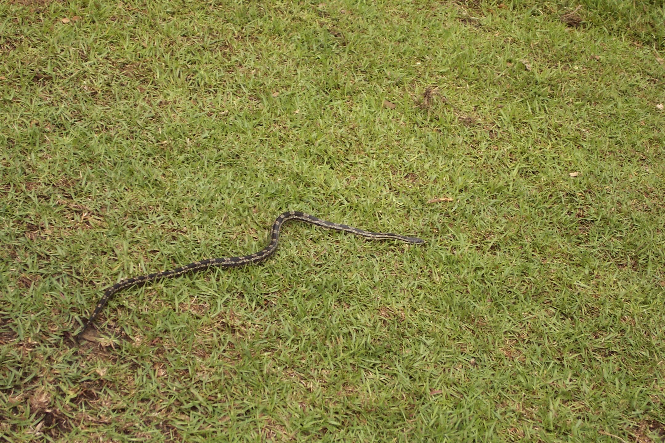 Snake Left The House